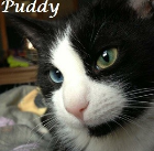 Sylvester J. Puddy 2015